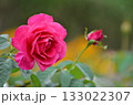 赤いバラ 133022307