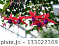 赤いフクシアの花 133022309