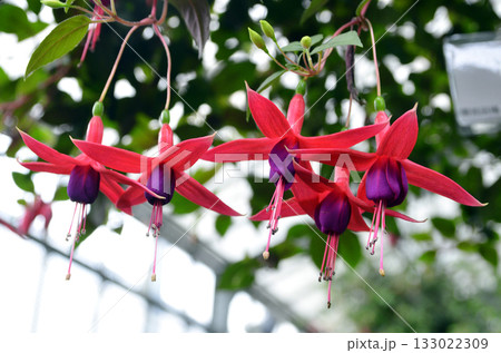 赤いフクシアの花 赤いフクシアの花 133022309