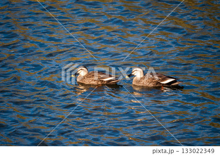信濃川・やすらぎ堤の軽鴨(かるがも) 133022349