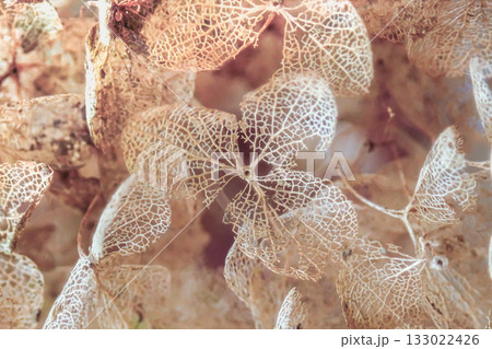 枯れたアジサイ・ドライフラワー 枯れたアジサイ・ドライフラワー 133022426