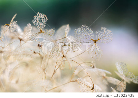 枯れたアジサイ・ドライフラワー 133022439