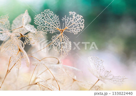 枯れたアジサイ・ドライフラワー 133022440