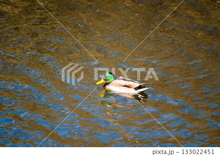 信濃川・やすらぎ堤の真鴨(まがも) 133022451