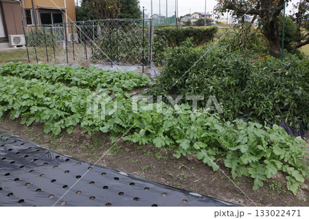 十一月中旬の家庭菜園 133022471