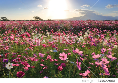 【長崎県】自然干陸地フラワーゾーンのコスモスと朝日 133022668