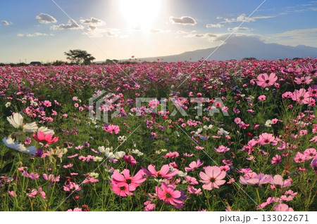 【長崎県】自然干陸地フラワーゾーンのコスモスと朝日 133022671