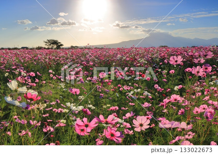 【長崎県】自然干陸地フラワーゾーンのコスモスと朝日 133022673
