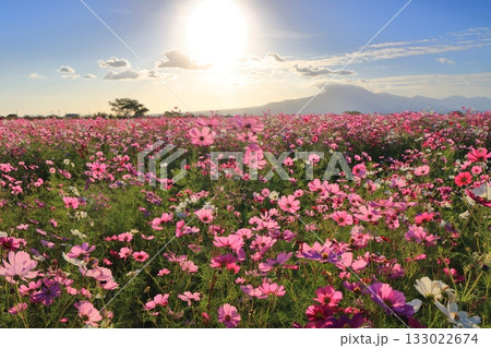 【長崎県】自然干陸地フラワーゾーンのコスモスと朝日 【長崎県】自然干陸地フラワーゾーンのコスモスと朝日 133022674