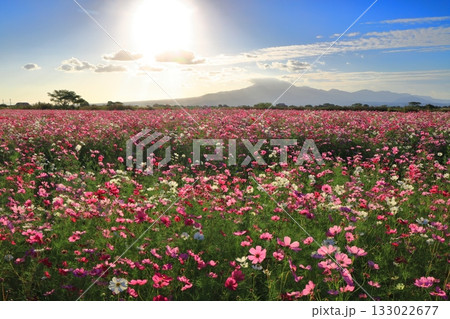 【長崎県】自然干陸地フラワーゾーンのコスモスと朝日 【長崎県】自然干陸地フラワーゾーンのコスモスと朝日 133022677