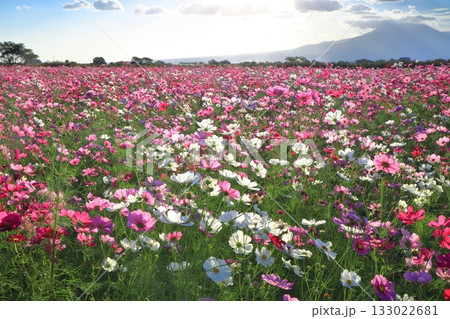 【長崎県】自然干陸地フラワーゾーンのコスモスと朝日 133022681