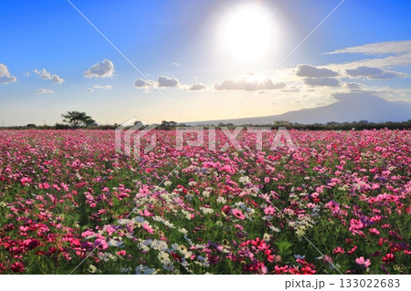 【長崎県】自然干陸地フラワーゾーンのコスモスと朝日 133022683