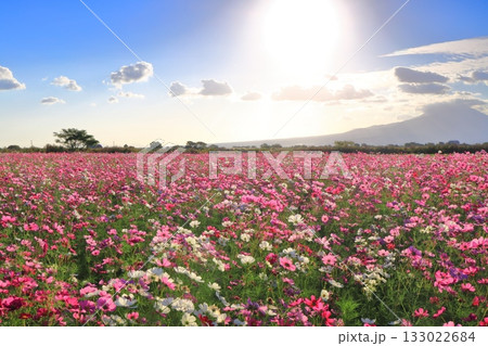 【長崎県】自然干陸地フラワーゾーンのコスモスと朝日 133022684