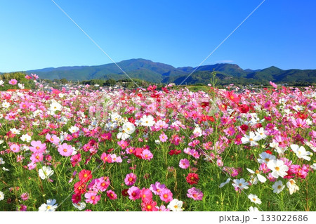 【長崎県】快晴の自然干陸地フラワーゾーンの満開のコスモス 133022686