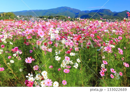 【長崎県】快晴の自然干陸地フラワーゾーンの満開のコスモス 133022689