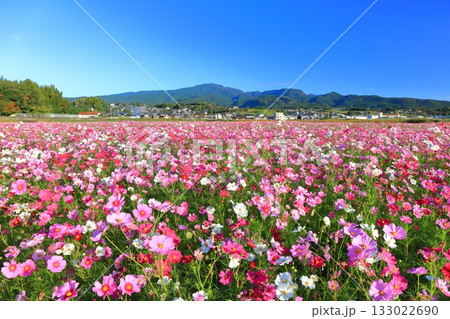 【長崎県】快晴の自然干陸地フラワーゾーンの満開のコスモス 133022690
