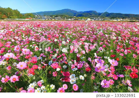 【長崎県】快晴の自然干陸地フラワーゾーンの満開のコスモス 【長崎県】快晴の自然干陸地フラワーゾーンの満開のコスモス 133022691