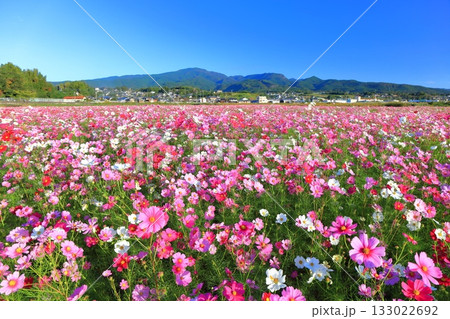 【長崎県】快晴の自然干陸地フラワーゾーンの満開のコスモス 133022692