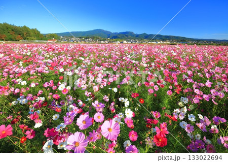 【長崎県】快晴の自然干陸地フラワーゾーンの満開のコスモス 133022694