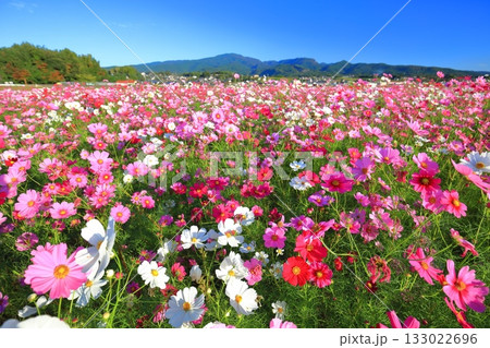【長崎県】快晴の自然干陸地フラワーゾーンの満開のコスモス 133022696