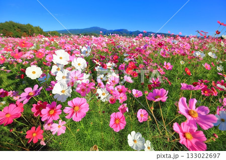 【長崎県】快晴の自然干陸地フラワーゾーンの満開のコスモス 【長崎県】快晴の自然干陸地フラワーゾーンの満開のコスモス 133022697