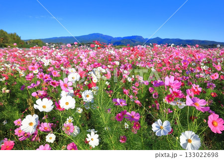 【長崎県】快晴の自然干陸地フラワーゾーンの満開のコスモス 【長崎県】快晴の自然干陸地フラワーゾーンの満開のコスモス 133022698