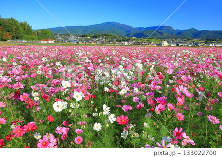 【長崎県】快晴の自然干陸地フラワーゾーンの満開のコスモス 【長崎県】快晴の自然干陸地フラワーゾーンの満開のコスモス 133022700