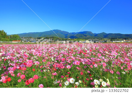 【長崎県】快晴の自然干陸地フラワーゾーンの満開のコスモス 133022702