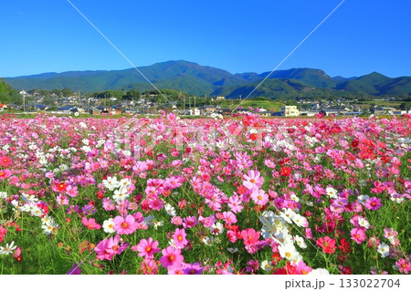 【長崎県】快晴の自然干陸地フラワーゾーンの満開のコスモス 【長崎県】快晴の自然干陸地フラワーゾーンの満開のコスモス 133022704