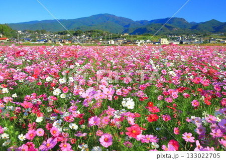 【長崎県】快晴の自然干陸地フラワーゾーンの満開のコスモス 【長崎県】快晴の自然干陸地フラワーゾーンの満開のコスモス 133022705