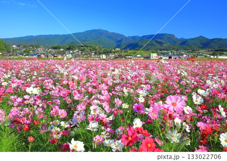 【長崎県】快晴の自然干陸地フラワーゾーンの満開のコスモス 133022706