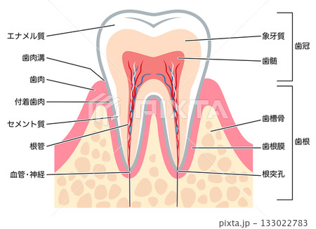 健康な歯の断面図　歯の内部構造 133022783