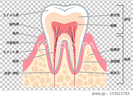 健康な歯の断面図　歯の内部構造 133022783