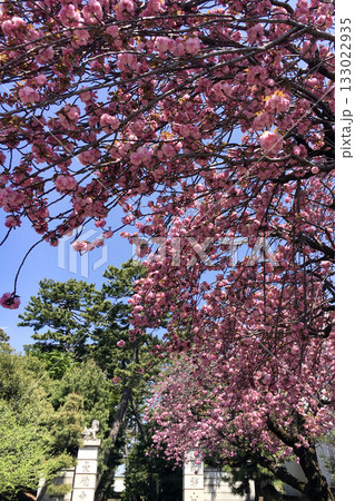 彦根藩井伊け菩提寺豪徳寺 133022935