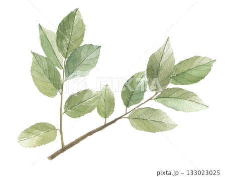 水彩で描いた柿の葉 水彩で描いた柿の葉 133023025