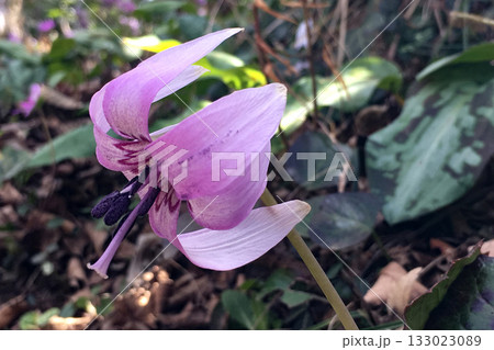 カタクリの花 カタクリの花 133023089