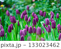 Purple tulips close up in the garden.  spring time 133023462