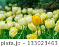 Yellow tulips close up in the garden. spring time 133023463