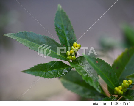 色づき始めたセンリョウ（千両） 133023554