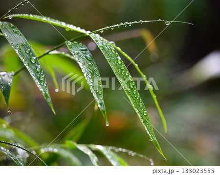 雨の朝の竹 133023555