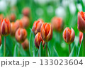 Orange tulips close up in the garden.  spring time 133023604