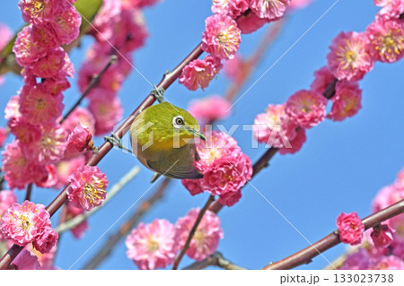 満開の紅梅にメジロさん ( 躍動イメージ )( 小春日和イメージ ) 満開の紅梅にメジロさん ( 躍動イメージ )( 小春日和イメージ ) 133023738