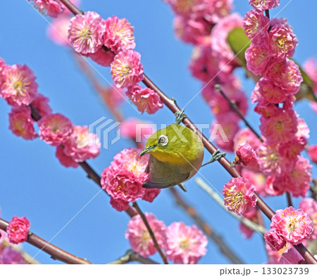 満開の紅梅にメジロさん （ 躍動イメージ ）（ 小春日和イメージ ） 133023739