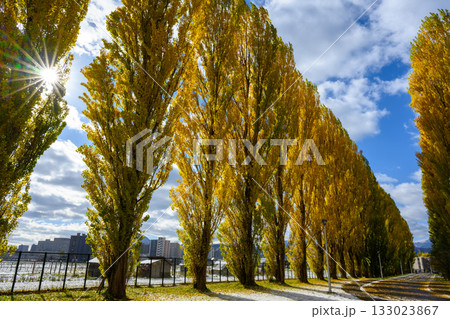 北大平成ポプラ並木の黄葉_4558 133023867