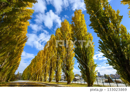 北大平成ポプラ並木の黄葉_4646 北大平成ポプラ並木の黄葉_4646 133023869