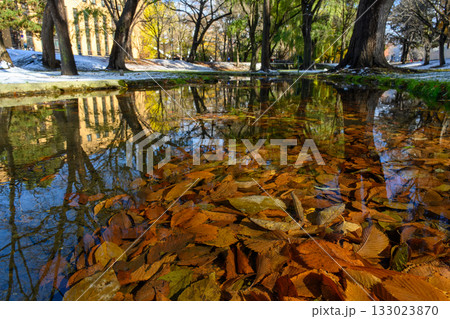 晩秋の北大構内_4747 晩秋の北大構内_4747 133023870