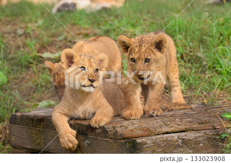 集うライオンの兄弟 133023908