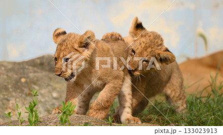 じゃれるライオンの兄弟 133023913
