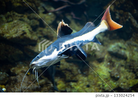 Flathead catfish in an aquarium. Flathead catfish is the only representative of the genus Phractocephalus. Beautiful large catfish Flathead catfish in an aquarium. Flathead catfish is the only representative of the genus Phractocephalus. Beautiful large catfish 133024254