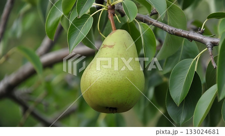 A single green pear hanging from a tree branch A single green pear hanging from a tree branch 133024681